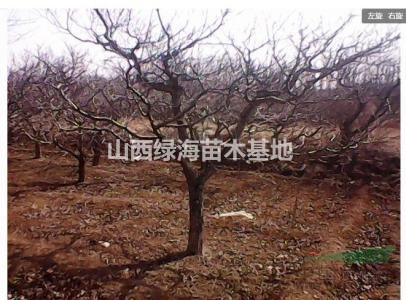 山楂樹(shù)·10公分山楂樹(shù)價(jià)格·山西山楂樹(shù)·10公分山楂樹(shù)價(jià)格