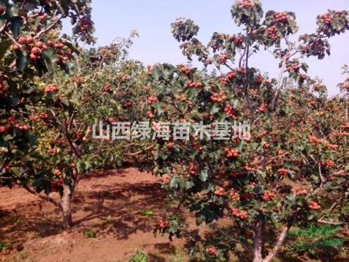 山楂樹(shù)·10公分山楂樹(shù)價(jià)格·山西山楂樹(shù)·10公分山楂樹(shù)價(jià)格