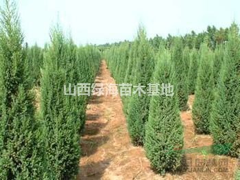 山西哪里有蜀檜 2米蜀檜價格 2米5蜀檜價格價格3米蜀檜價格