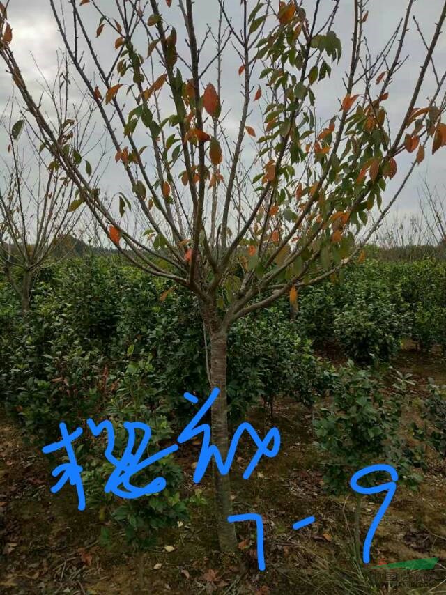 櫻花