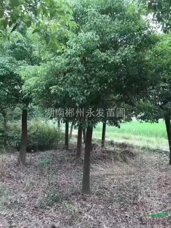 移栽樟樹，原生樟樹，綠化苗木，