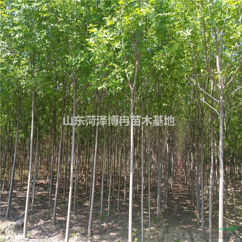白蠟種植基地 綠化白蠟6-15公分白蠟貨源足