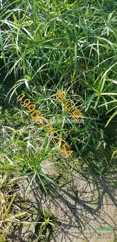 水生植物旱傘草風(fēng)車草供應(yīng)