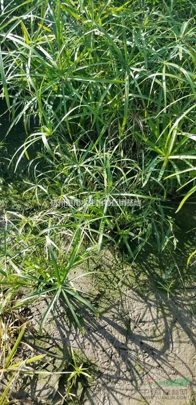 水生植物旱傘草風(fēng)車草供應(yīng)