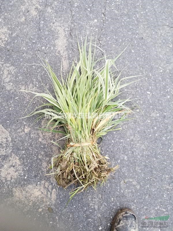 水生植物花葉蘆竹青葉蘆竹供應