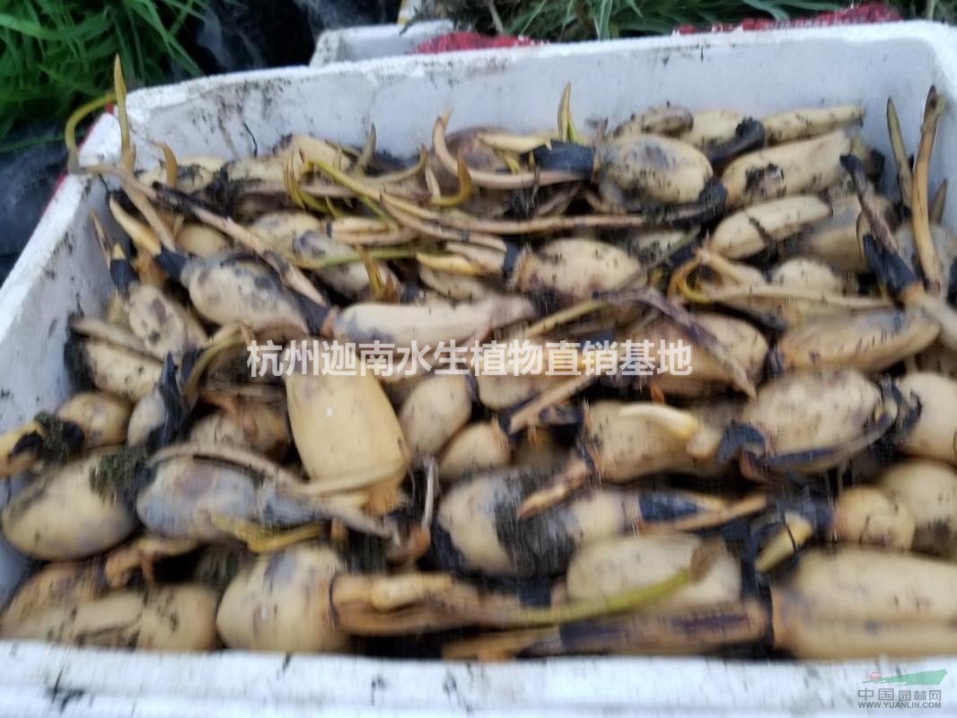 水生植物睡蓮荷花供應(yīng)