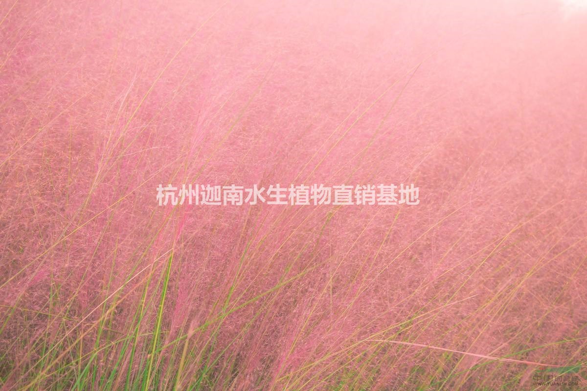 水生植物粉黛亂子草小兔子狼尾草紫穗狼尾草供應