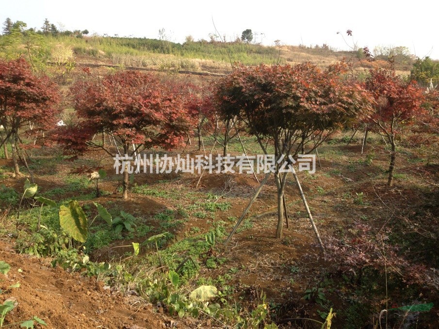 紅楓/紅楓報價/紅楓供應/紅楓價格7-20公分