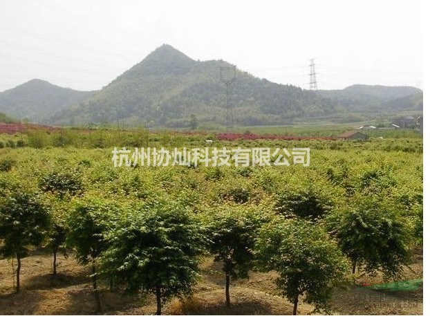 雞爪槭/雞爪槭報價/雞爪槭供應/雞爪槭價格7-25公分