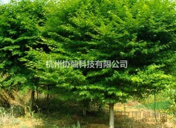 雞爪槭/雞爪槭報價/雞爪槭供應/雞爪槭價格7-25公分
