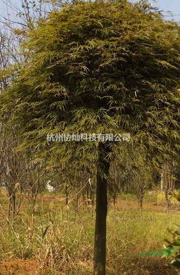 羽毛楓供應/羽毛楓價格/羽毛楓報價/羽毛楓6-20公分