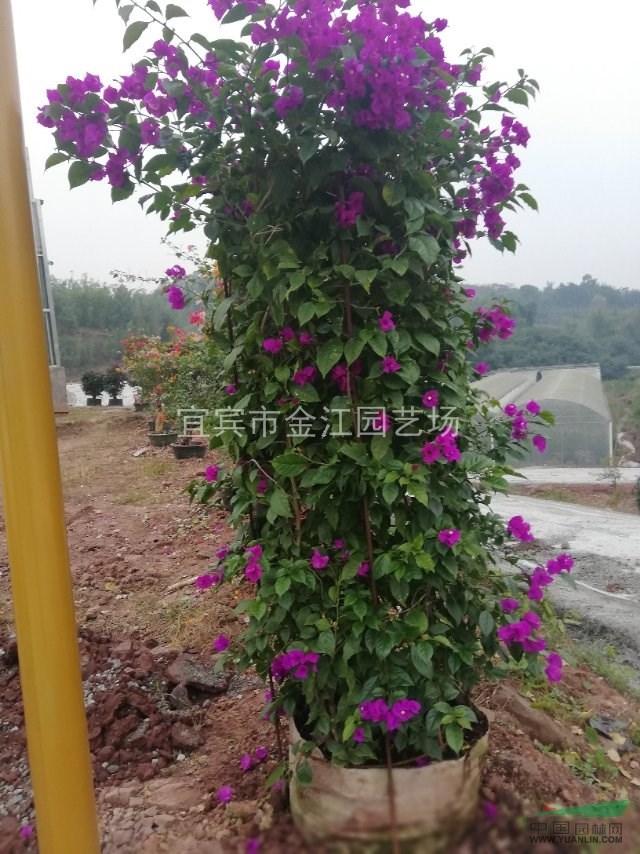 (三角梅批發(fā))_三角梅供應(yīng)_三角梅價(jià)格_ 中國(guó)園林網(wǎng)