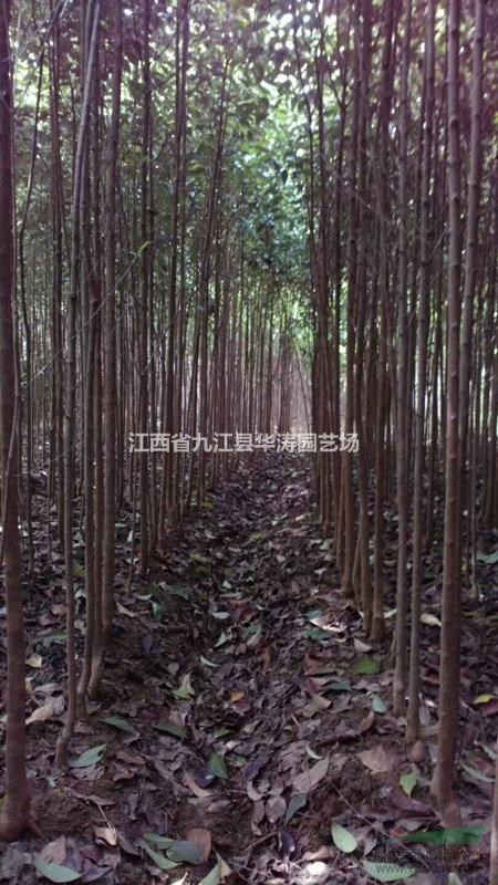 專供1-2-3-4公分大葉女貞小苗·1-2-3年生大葉女貞苗