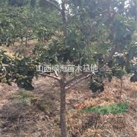 8公分山楂樹價格10公分山楂樹價格15公分山楂樹價格