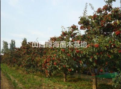 8公分山楂樹價格10公分山楂樹價格15公分山楂樹價格