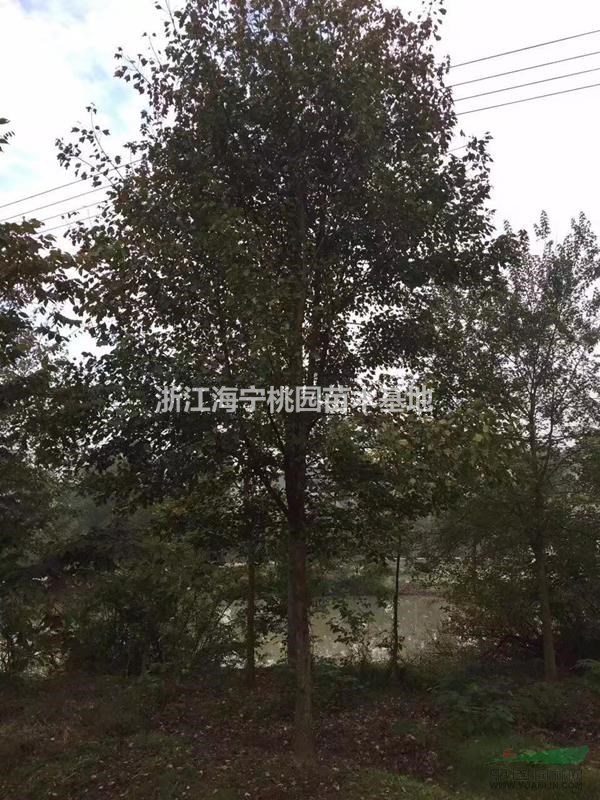 三角楓供應(yīng)