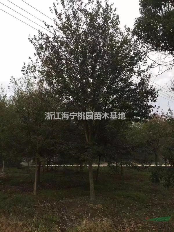 三角楓供應(yīng)