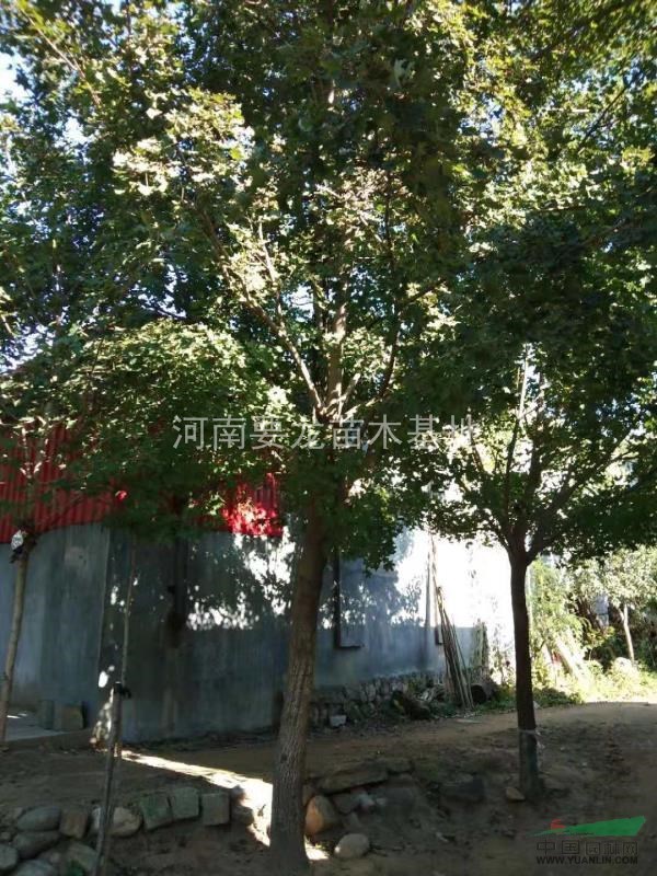 供應各種規(guī)格五角楓