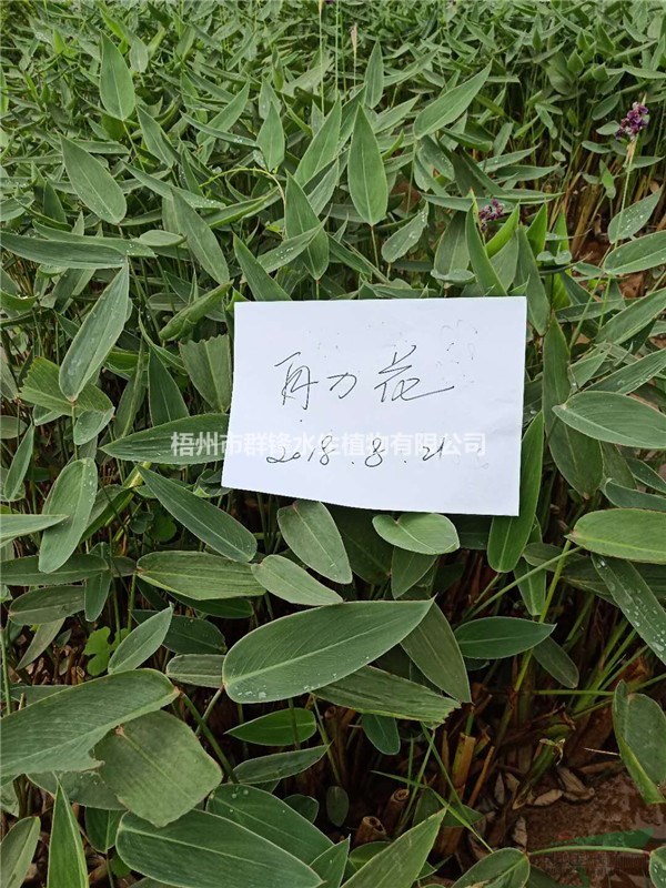 可供貴州興義水生植物｜可供貴州水生植物批發(fā)｜再力花