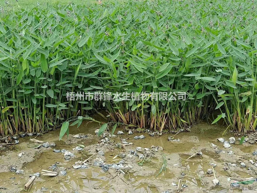 可供貴州興義水生植物｜可供貴州水生植物批發(fā)｜再力花