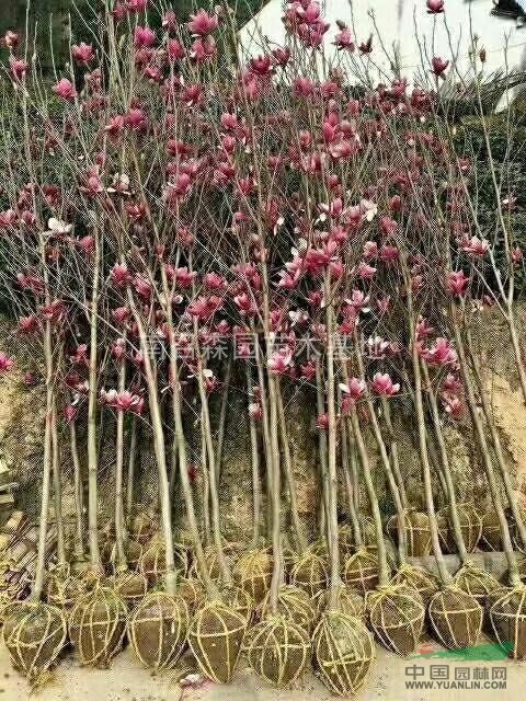 河南南陽供應紅玉蘭，白玉蘭，黃玉蘭，紫玉蘭，二喬玉蘭小苗