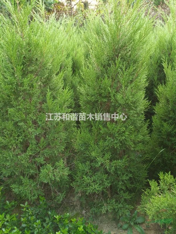 1米高塔柏農民價格，1米高塔柏多少價錢能買到