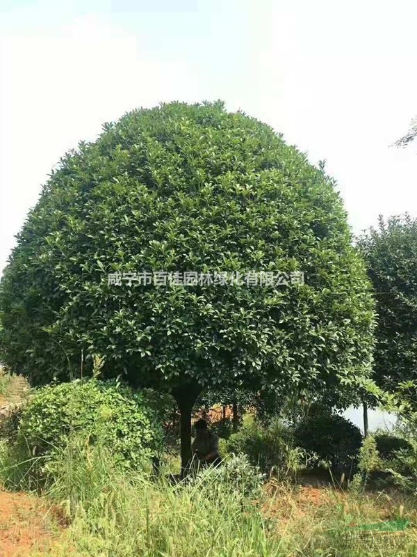 桂花樹7000，湖北桂花樹價格，叢生大桂花樹價格