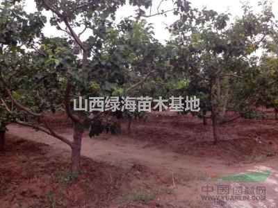 山楂樹出售基地？山楂樹之鄉(xiāng)在山西？大規(guī)格山楂樹價格