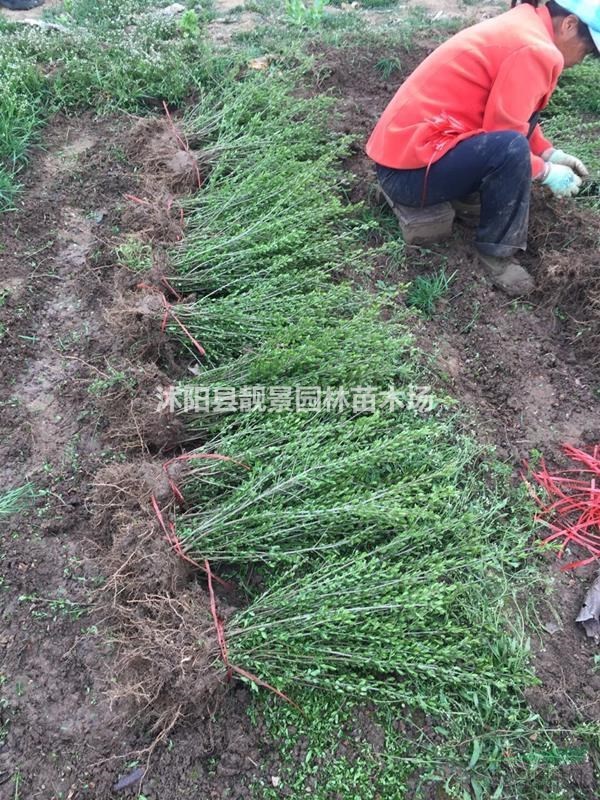 【绿叶水蜡】70公分高,水蜡0.1元装车,水蜡100万棵一车