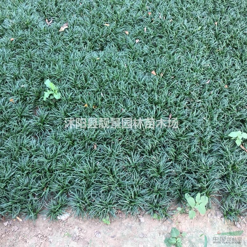 日本矮麦冬沙土苗,矮麦冬草1斤200棵,日本矮麦冬草苗圃