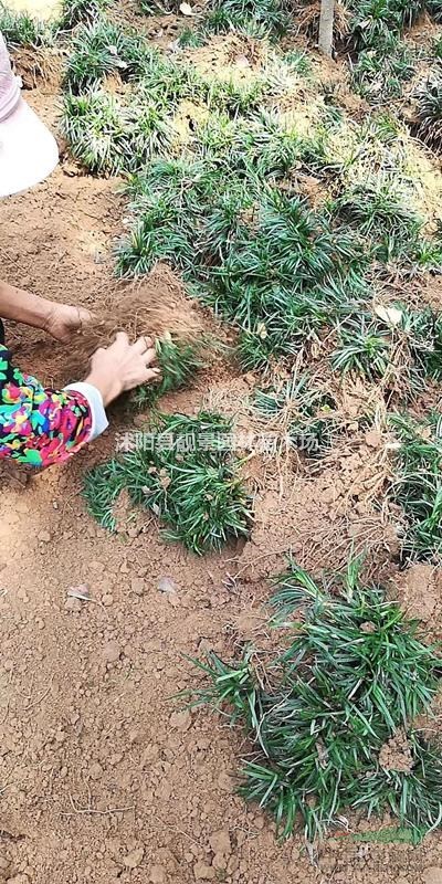 日本矮麦冬沙土苗,矮麦冬草1斤200棵,日本矮麦冬草苗圃