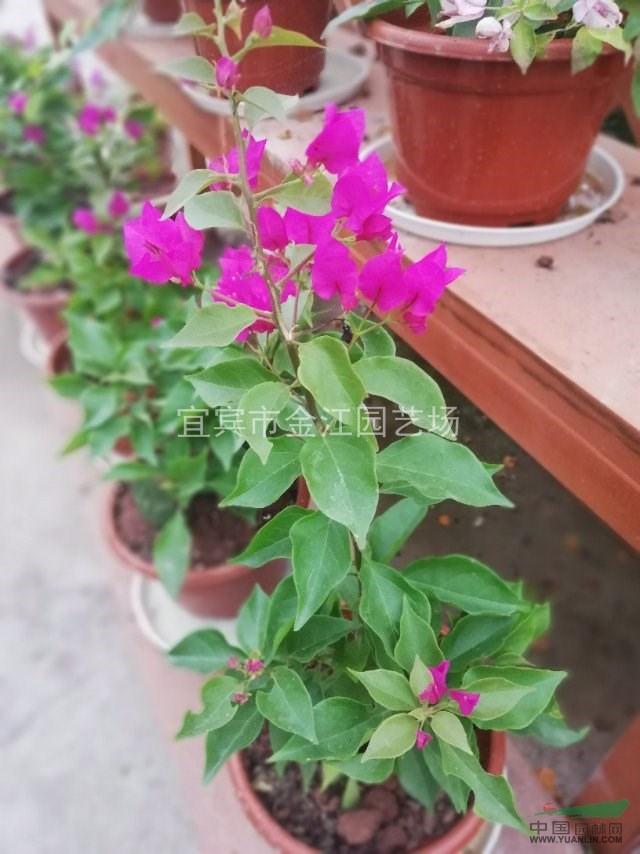 三角梅/單價，三角梅價格，產品價格，宜賓三角梅