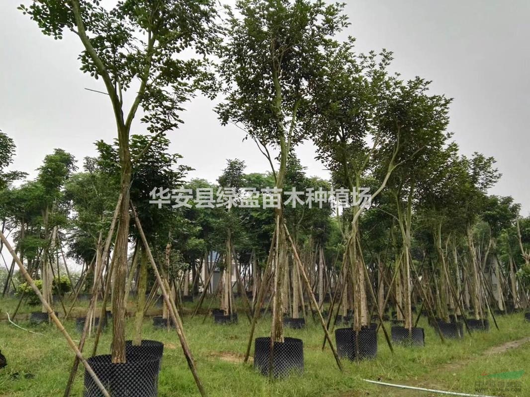 福建米徑20公分小花黃花風(fēng)鈴木