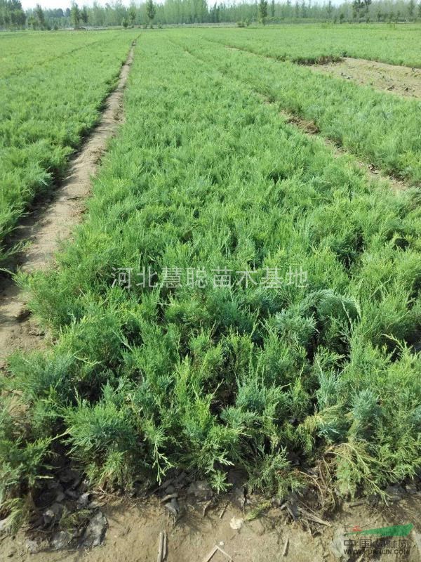 自家種植沙地柏質(zhì)量有保證，數(shù)量有保證！量大優(yōu)惠哦！