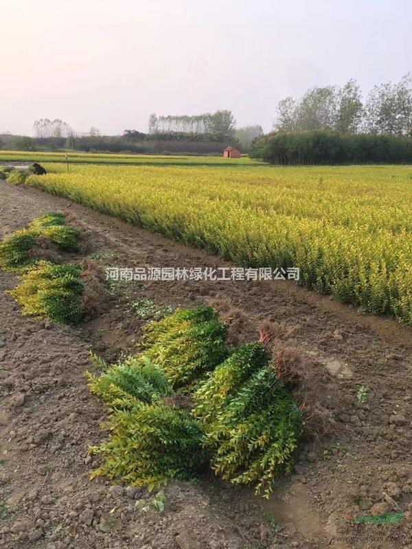 河南金葉女貞基地直銷 綠化工程苗金葉女貞苗 金葉女貞批發(fā)