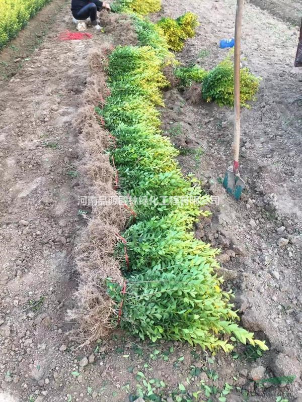 河南金葉女貞基地直銷 綠化工程苗金葉女貞苗 金葉女貞批發(fā)