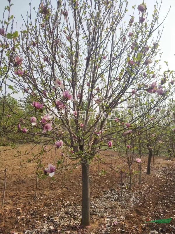 河南南陽供應(yīng)紫玉蘭，紅玉蘭，白玉蘭，黃玉蘭，二喬玉蘭