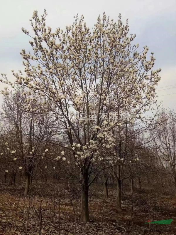 河南南陽供應(yīng)紫玉蘭，紅玉蘭，白玉蘭，黃玉蘭，二喬玉蘭