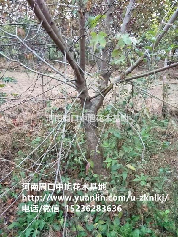 中旭園林6-10公分紅葉碧桃直供