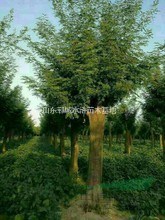 山東大皂角樹(shù)基地大量出售30公分大皂角樹(shù)
