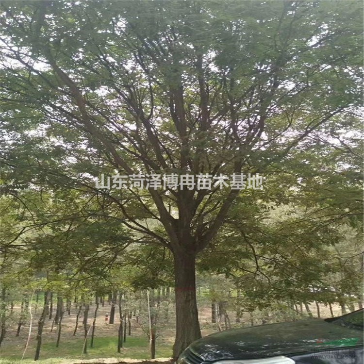 18公分國槐樹是近期苗子的銷售旺 原生冠幅 發(fā)冒國槐量大