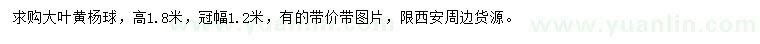 求購冠幅1.2米大葉黃楊球