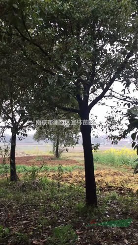廣玉蘭價格|大葉廣玉蘭價格|紅玉蘭價格|南京白玉蘭價格