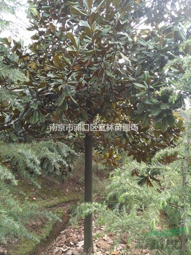 廣玉蘭價格|大葉廣玉蘭價格|紅玉蘭價格|南京白玉蘭價格