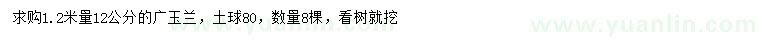 求購1.2米量12公分廣玉蘭