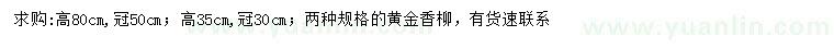 求購高35、80公分黃金香柳