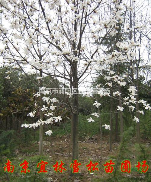 白玉蘭價格|玉蘭價格|紅玉蘭價格|紫玉蘭價格