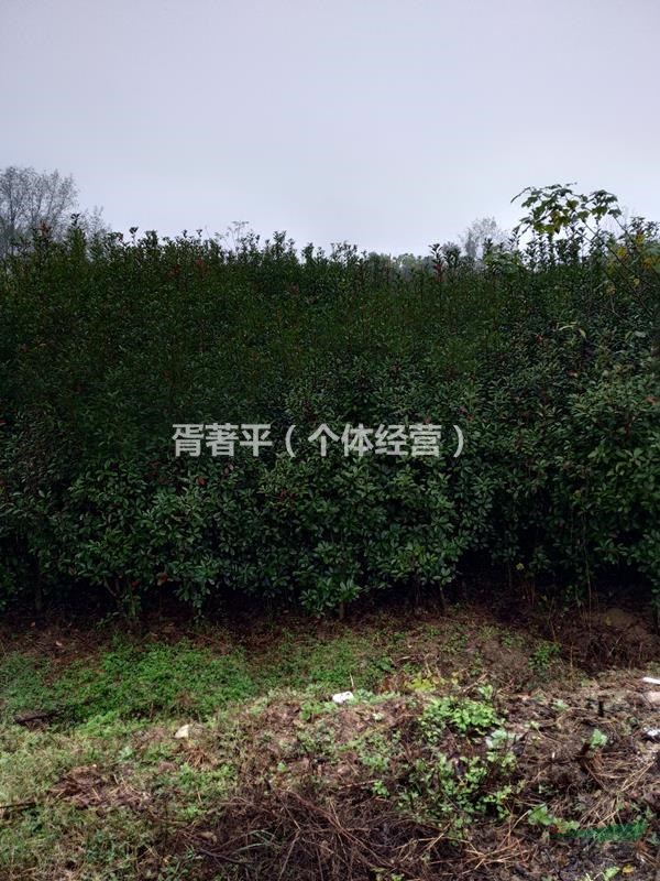 紅葉石楠，咸寧苗木，2018紅葉石楠價格低
