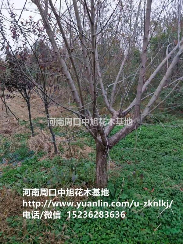 10公分紅葉碧桃直銷，中旭園林
