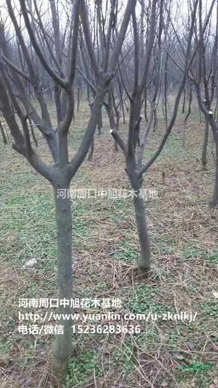 10公分紅葉碧桃直銷，中旭園林